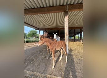 Hanoverian, Mare, 14 years, 16,1 hh, Brown-Light