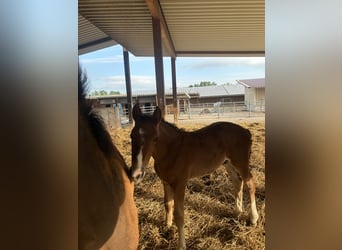 Hanoverian, Mare, 14 years, 16,1 hh, Brown-Light