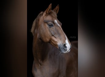 Hanoverian, Mare, 14 years, 16,1 hh, Chestnut