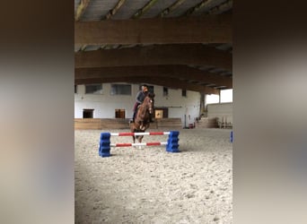 Hanoverian, Mare, 14 years, 16,1 hh, Chestnut