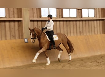 Hanoverian, Mare, 14 years, 16,1 hh, Chestnut-Red