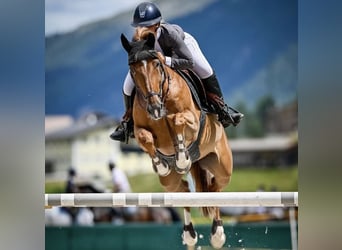 Hanoverian, Mare, 14 years, 16,1 hh, Chestnut-Red