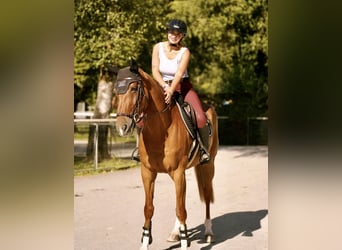 Hanoverian, Mare, 14 years, 16,1 hh, Chestnut-Red