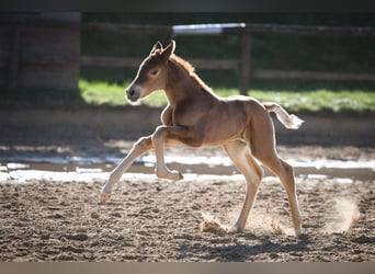 Hanoverian, Mare, 14 years, 16,2 hh, Chestnut-Red