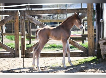 Hanoverian, Mare, 14 years, 16,2 hh, Chestnut-Red