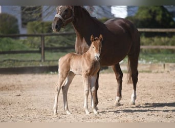 Hanoverian, Mare, 14 years, 16,2 hh, Chestnut-Red