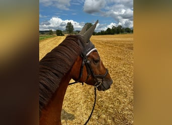 Hanoverian, Mare, 14 years, 16,2 hh, Chestnut