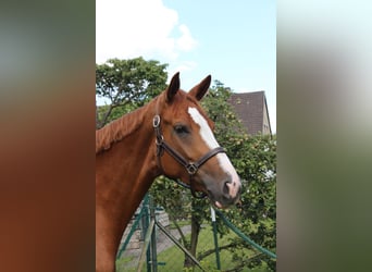 Hanoverian, Mare, 14 years, 17.1 hh, Chestnut-Red