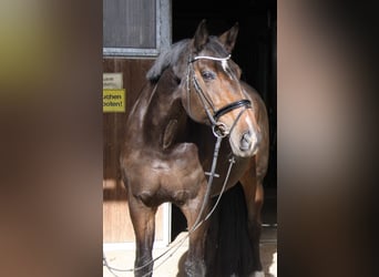 Hanoverian, Mare, 14 years, 17.2 hh, Bay-Dark