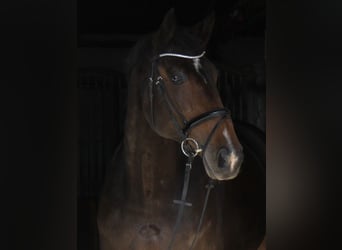 Hanoverian, Mare, 14 years, 17.2 hh, Bay-Dark