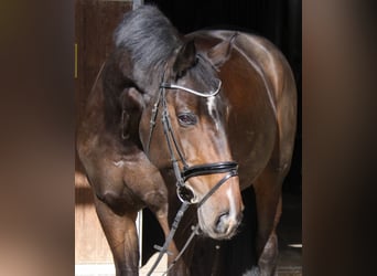 Hanoverian, Mare, 14 years, 17.2 hh, Bay-Dark