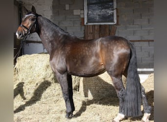 Hanoverian, Mare, 14 years, 17.2 hh, Bay-Dark