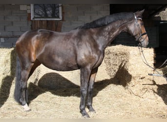 Hanoverian, Mare, 14 years, 17.2 hh, Bay-Dark