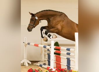 Hanoverian, Mare, 14 years, 17.2 hh, Brown