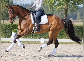 Hanoverian, Mare, 14 years, 17.2 hh, Brown