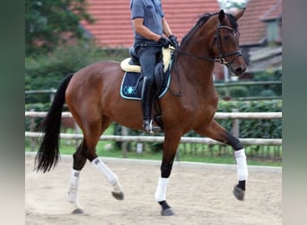 Hanoverian, Mare, 14 years, 17.2 hh, Brown