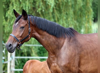 Hanoverian, Mare, 14 years, 17.2 hh, Brown