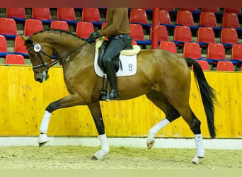 Hanoverian, Mare, 14 years, 17.2 hh, Brown