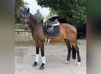 Hanoverian, Mare, 14 years, 17 hh, Bay-Dark