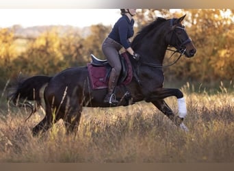 Hanoverian, Mare, 14 years, 17 hh, Bay-Dark