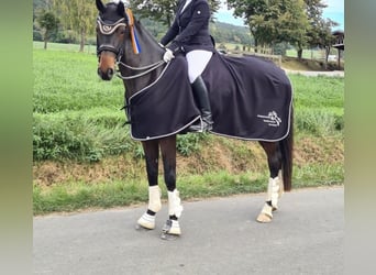 Hanoverian, Mare, 14 years, 17 hh, Bay-Dark