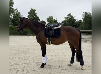 Hanoverian, Mare, 14 years, 17 hh, Bay-Dark