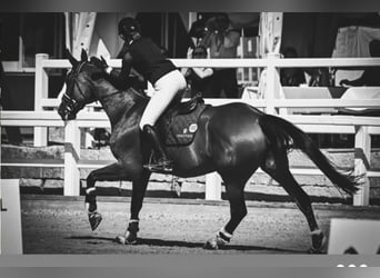 Hanoverian, Mare, 14 years, 17 hh, Bay-Dark