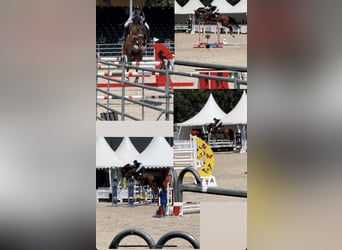 Hanoverian, Mare, 14 years, 17 hh, Bay-Dark