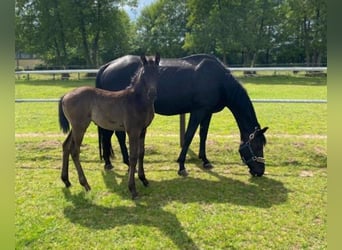 Hanoverian, Mare, 14 years, 17 hh, Black