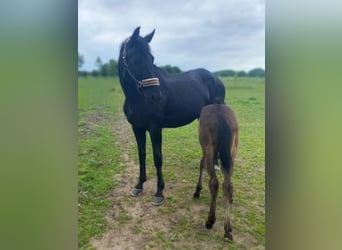 Hanoverian, Mare, 14 years, 17 hh, Black