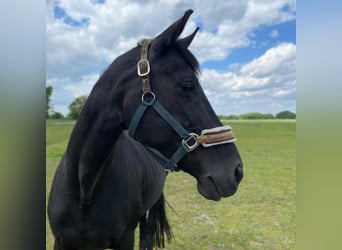Hanoverian, Mare, 14 years, 17 hh, Black