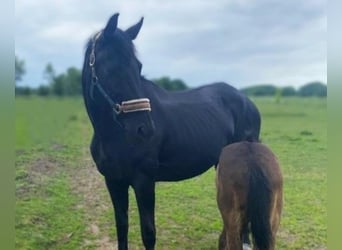 Hanoverian, Mare, 14 years, 17 hh, Black