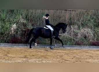 Hanoverian, Mare, 14 years, 17 hh, Black