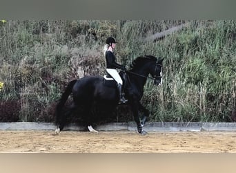 Hanoverian, Mare, 14 years, 17 hh, Black