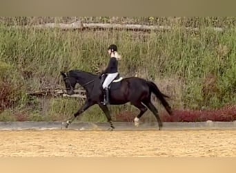 Hanoverian, Mare, 14 years, 17 hh, Black