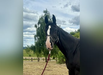 Hanoverian, Mare, 14 years, 17 hh, Black