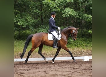 Hanoverian, Mare, 14 years, 17 hh, Brown
