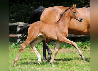 Hanoverian, Mare, 14 years, 17 hh, Brown
