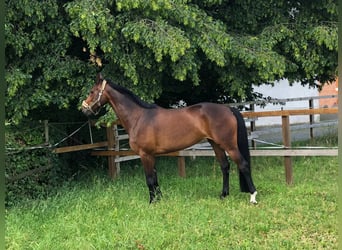 Hanoverian, Mare, 14 years, 17 hh, Brown