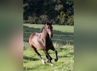 Hanoverian, Mare, 14 years, 17 hh, Brown