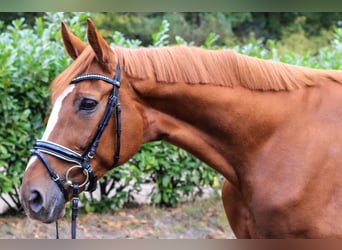 Hanoverian, Mare, 14 years, 17 hh, Chestnut-Red