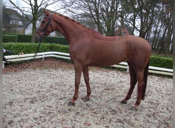 Hanoverian, Mare, 14 years, 17 hh, Chestnut-Red