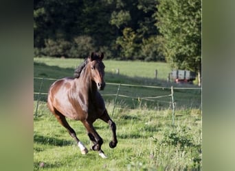 Hanoverian, Mare, 14 years, 17,1 hh, Bay-Dark