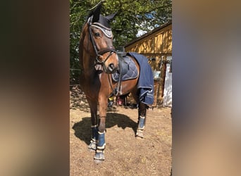 Hanoverian, Mare, 14 years, 17,1 hh, Bay-Dark