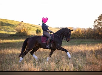 Hanoverian, Mare, 14 years, 17,1 hh, Bay-Dark