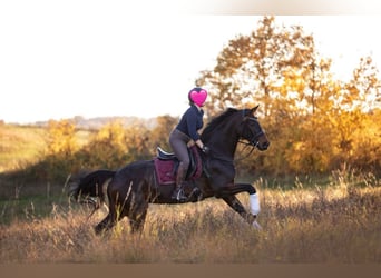 Hanoverian, Mare, 14 years, 17,1 hh, Bay-Dark
