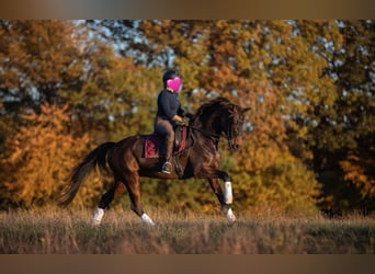 Hanoverian, Mare, 14 years, 17,1 hh, Bay-Dark