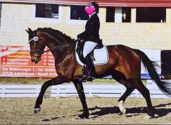 Hanoverian, Mare, 14 years, 17,1 hh, Bay-Dark