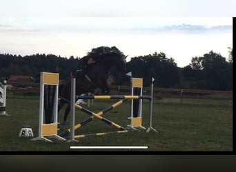 Hanoverian, Mare, 14 years, 17,1 hh, Bay-Dark