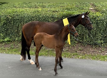 Hanoverian, Mare, 14 years, 17,1 hh, Bay-Dark